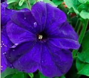 Petunia Prelude Blue 1